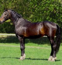 horse