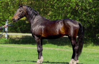 horse
