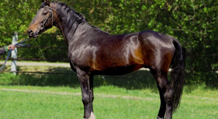 horse